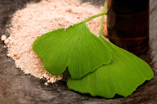 Fermented Ginkgo Biloba Powder Fermented Ginkgo Biloba Powder