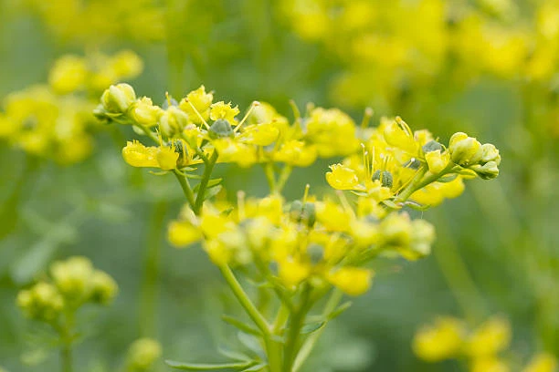 info-612-408 info-612-408