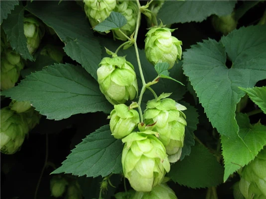 info-1068-799 info-1068-799